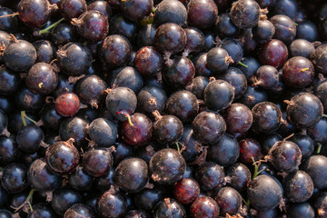 Harvest ripe blackcurrant berries  close-up