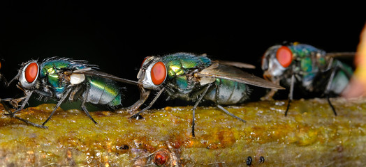 Greenbottle flies feeding in a row on apple tre branch.