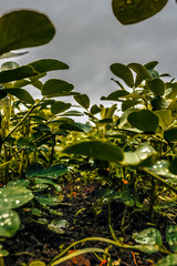 Water droplets on beautiful leaves