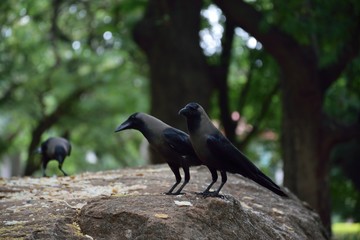birds