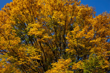 Fototapeta premium Herbsr