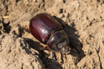 European rhinoceros beetle (Oryctes nasicornis) is a large flying beetle belonging to the subfamily Dynastinae.	