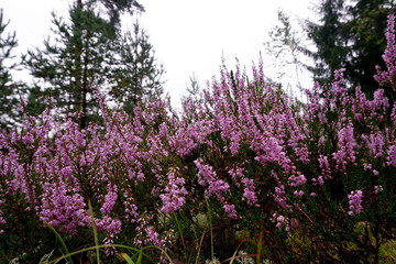 Obraz premium Beautiful purple Heather Calluna vulgaris bush growing in the autumn forest