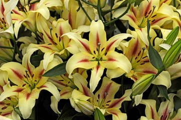 Close up of the flowering Lilium Nymph in a flower border