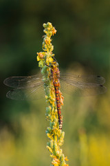 Brown hawker (Aeshna grandis) is a large dragonfly. Female: small yellow markings, and no waist. The insect sits on a dense-flowered mullein with yellow flowers.	
