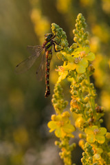 Brown hawker (Aeshna grandis) is a large dragonfly. Female: small yellow markings, and no waist. The insect sits on a dense-flowered mullein with yellow flowers.	