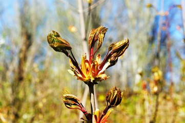Young tree in the forest in the spring with sunshine