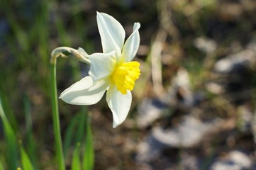 White daffodil on the green background. White daffodil with yellow trumpet.
