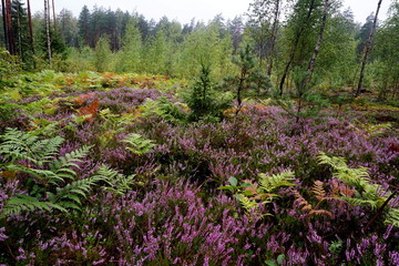 Beautiful purple Heather Calluna vulgaris bush growing in the autumn forest