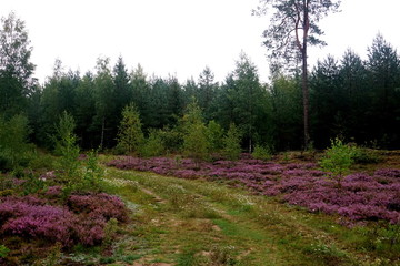 Fototapeta na wymiar Beautiful purple Heather Calluna vulgaris bush growing in the autumn forest