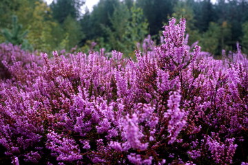 Fototapeta premium Beautiful purple Heather Calluna vulgaris bush growing in the autumn forest