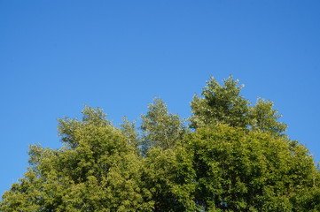 green trees and blue sky, space for text