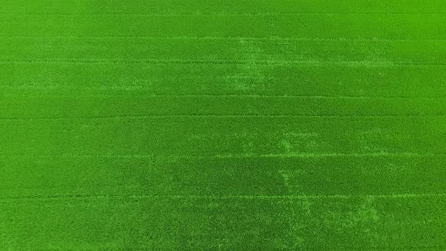 aerial view from flying drone of Field rice with landscape green pattern nature background, top view field rice