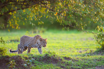 Leopard (Panthera pardus) stalking, Masai Mara National Reserve, Kenya