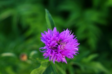 A small purple wildflower or weed found