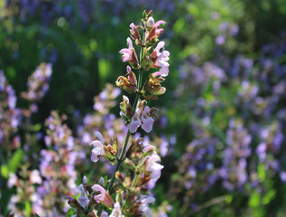 Close up beautiful blue Salvia flower blooming in outdoor garden with blurred background.Purple Salvia is herbal plant in the mint family.Botanical,natural,herb and flower