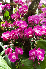 Fototapeta premium Pink Orchids backdrop