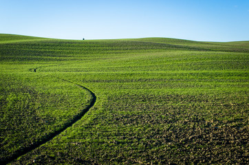 Un campo nella campagna toscana presso Siena, colorato dal verde intenso dei germogli di frumento 