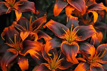 Close up of the flowering Lilium 'Forever Susan' in a flower border