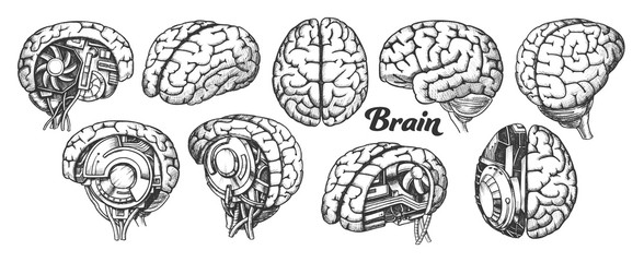 Collection In Different Views Brain Set Vector. Many Kinds And Modification Of Cyber And Human Brain. Anatomy Medical Neurology Element Hand Drawn In Vintage Style Monochrome Illustrations - obrazy, fototapety, plakaty