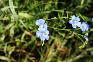 Meadow plant background: wild blue little flowers