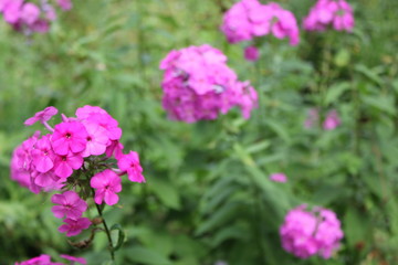 pink flowers in the garden