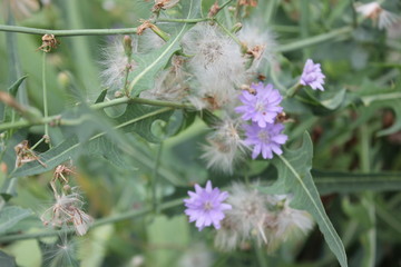flowers in the garden