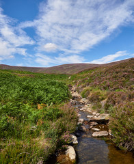 Fototapeta na wymiar A small Stream cuts through the hillside amongst the flowering heather of the Angus Glens in Glen Mark, Angus, Scotland.