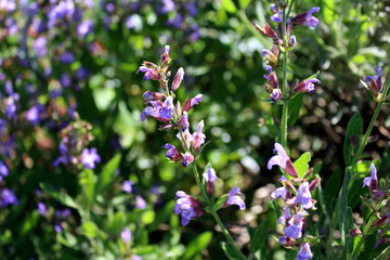 Close up beautiful blue Salvia flower blooming in outdoor garden with blurred background.Purple Salvia is herbal plant in the mint family.Botanical,natural,herb and flower