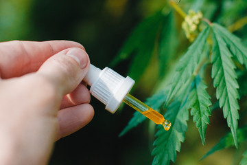 CBD oil in glass transparent dropper of cannabis in hand against the background of bushes of hemp....