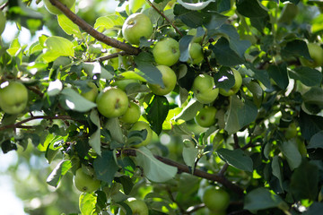 Close-up of green apples on a tree. Green apples on a branch on a Sunny summer day.