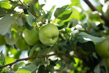 Close-up of green apples on a tree. Green apples on a branch on a Sunny summer day.