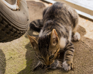 A kitten and a sparrow. Pet kills birds and eats them. The kitty is a predator. The young hunter. The world of cats.