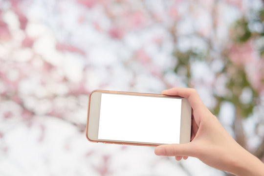 Close up woman's hand holding telephone white screen background with blurred pink flower view.