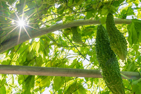 Close up big bitter gourd or bitter cucumber hanging grown on wooden fence  in a farm at sunny. Green background photo.