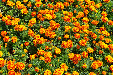 Fototapeta na wymiar Beautiful view with blooming flowers in the botanical garden