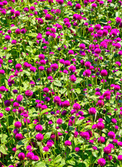 Beautiful view with blooming flowers in the botanical garden