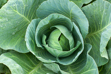 Fototapeta premium Green cabbage with open leaves in the garden, top view.