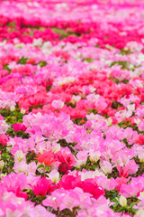 Beautiful picture of many colorful pink Fuengfah flowers texture background.