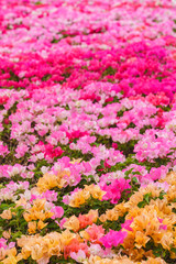 Beautiful picture of many colorful pink Fuengfah flowers texture background.