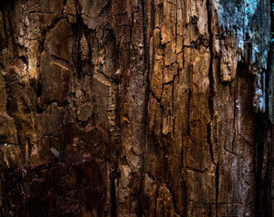 The texture of the bark of a tree. Background image of macro photo of bark with mold