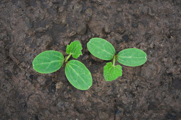 Sapling, young green leaves of pumpkin sprouting in the soil, Top view
