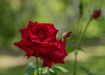 Bloom of a purpur rose. Garden roses, ornamental, popular flowering plants in the world. Large size of flower, wide range of colours