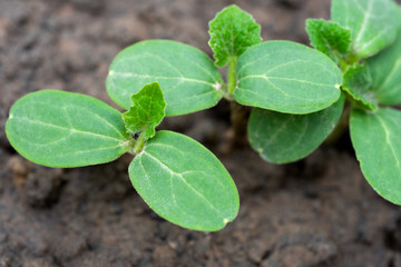 Sapling, young green leaves of pumpkin sprouting in the soil