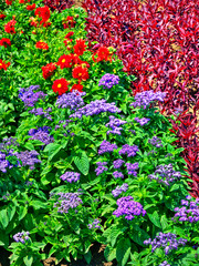 Beautiful view with blooming flowers in the botanical garden