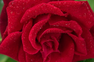 Bud of a purpur rose. Garden roses, ornamental, popular flowering plants in the world