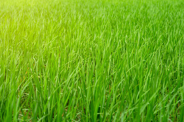 Green leaves of rice plant with sunlight in rice field