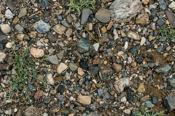 The texture of fine stone on the ground with grass and flowers. Background Image Macro Photography