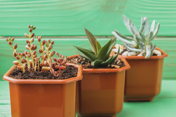 Close up of succulent home plant collection on wooden table