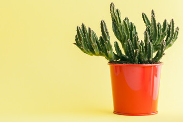 succulent plant on a yellow background.